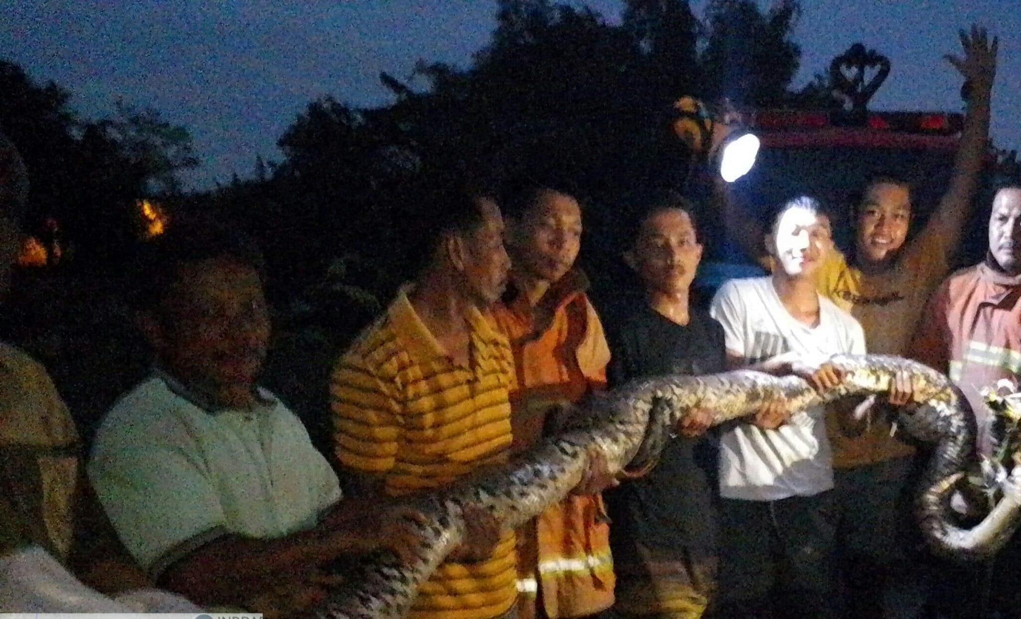 Ular Sanca Babon Masuk Rumah Warga  Mlaten, Puri, BPBD Turun Tangan Evakuasi