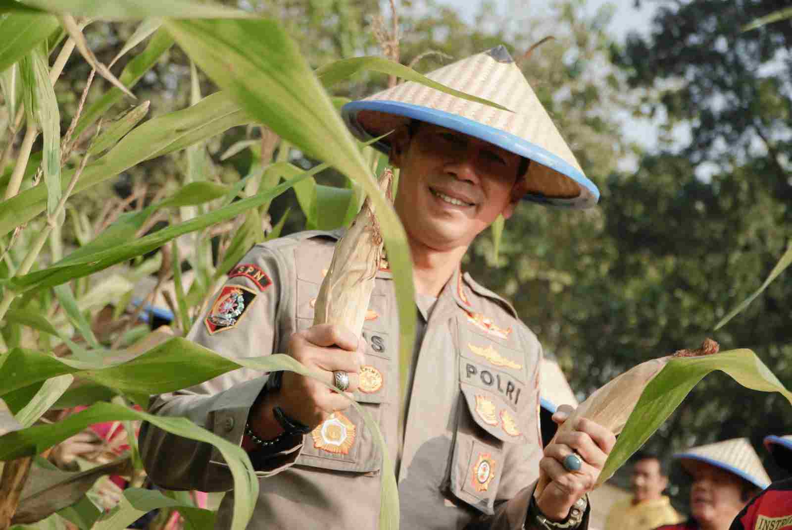 SPN Polda Jatim Panen Raya Jagung di Mojokerto, Dukung Program Ketahanan Pangan Nasional