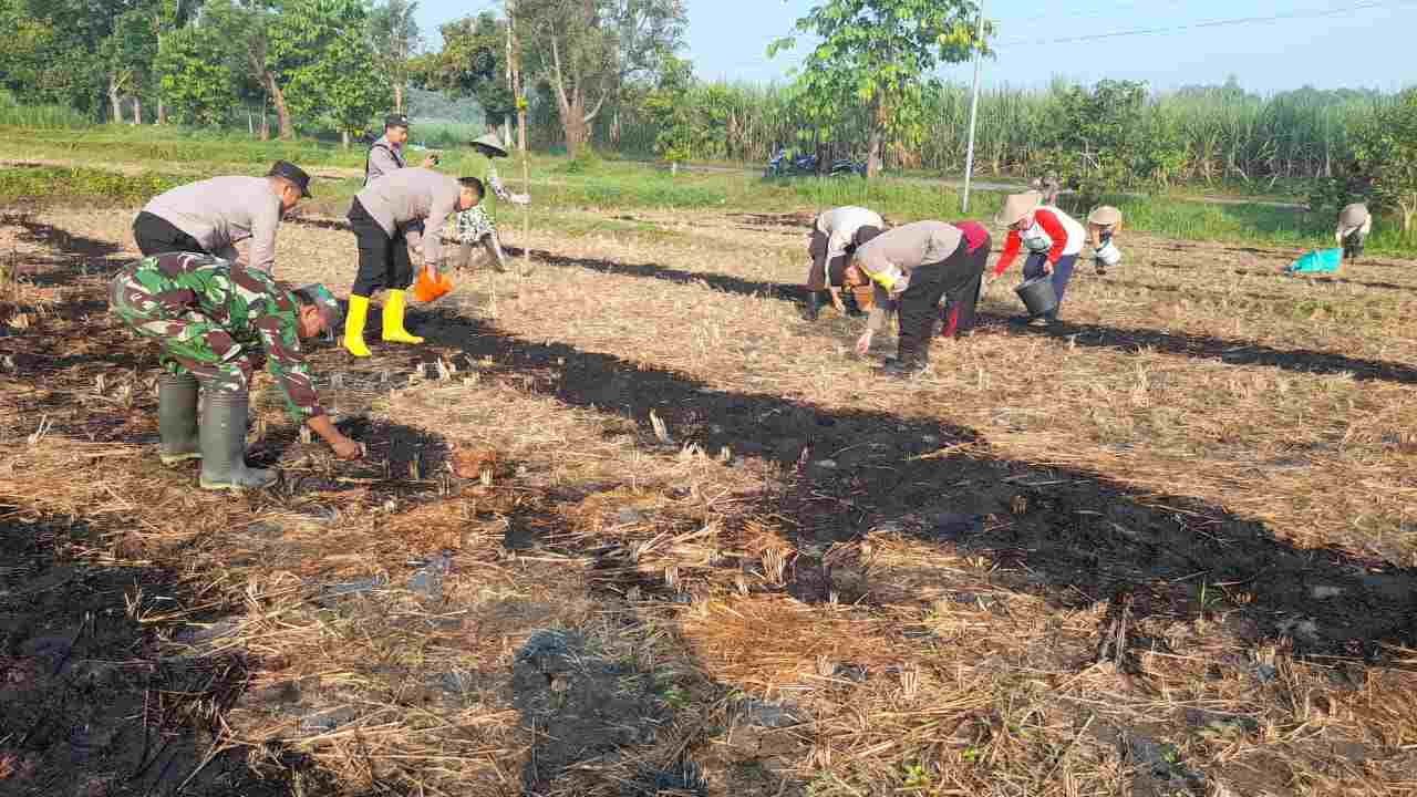 Sinergi TNI-Polri dan Petani Tanam Jagung di Jatirejo Mojokerto