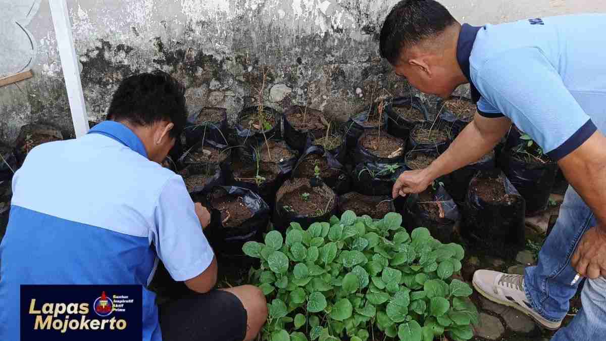 Lapas Mojokerto Tanam Sawi, Dukung Ketahanan Pangan dan Pembinaan Kemandirian Warga Binaan