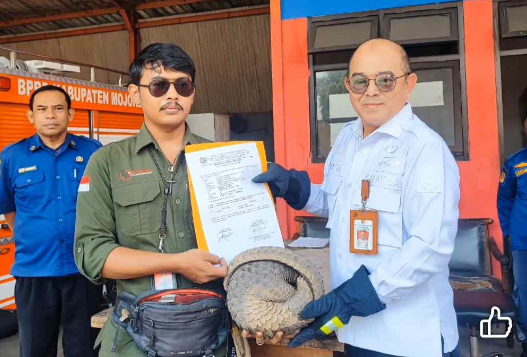 BPBD Kabupaten Mojokerto Serahkan Trenggiling ke BKSDA Jawa Timur