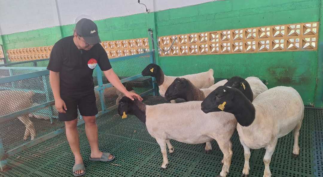 Setia Kawan Farm Mojokerto Kembangkan Domba dan Kambing Impor 