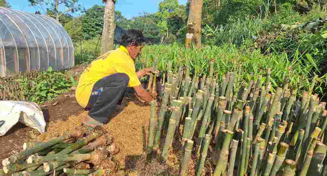 Hujan, Permintaan Bibit Bambu di Mojokerto Meningkat Tajam