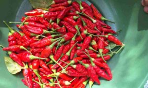 Caption : Ilustrasi cabai.