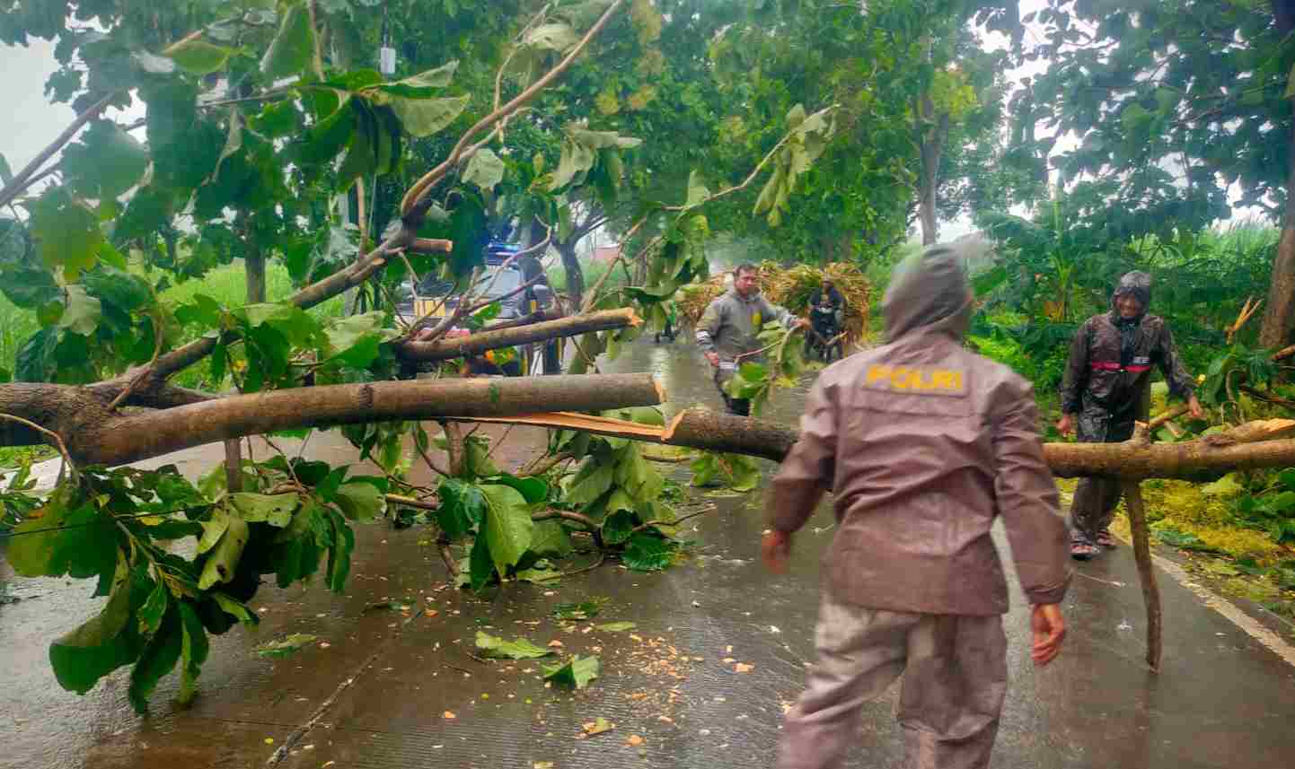 Cuaca Ekstrem Terjang Jatirejo, Tiga Pohon Tumbang Berhasil Dievakuasi