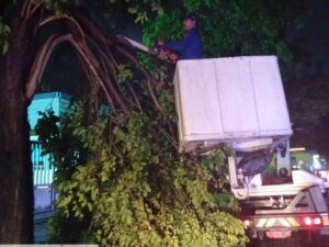 Angin Kencang Robohkan Sejumlah Pohon di Mojokerto, Empat Lokasi Terdampak