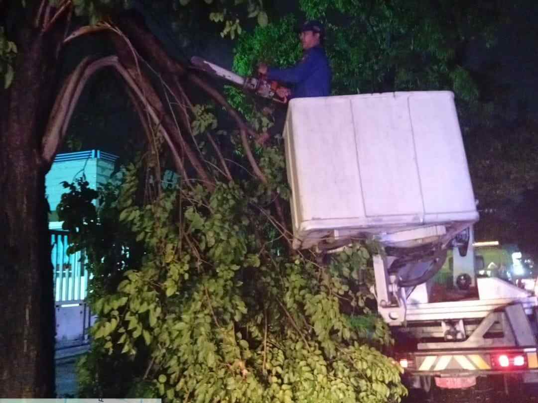 Angin Kencang Robohkan Sejumlah Pohon di Mojokerto, Empat Lokasi Terdampak
