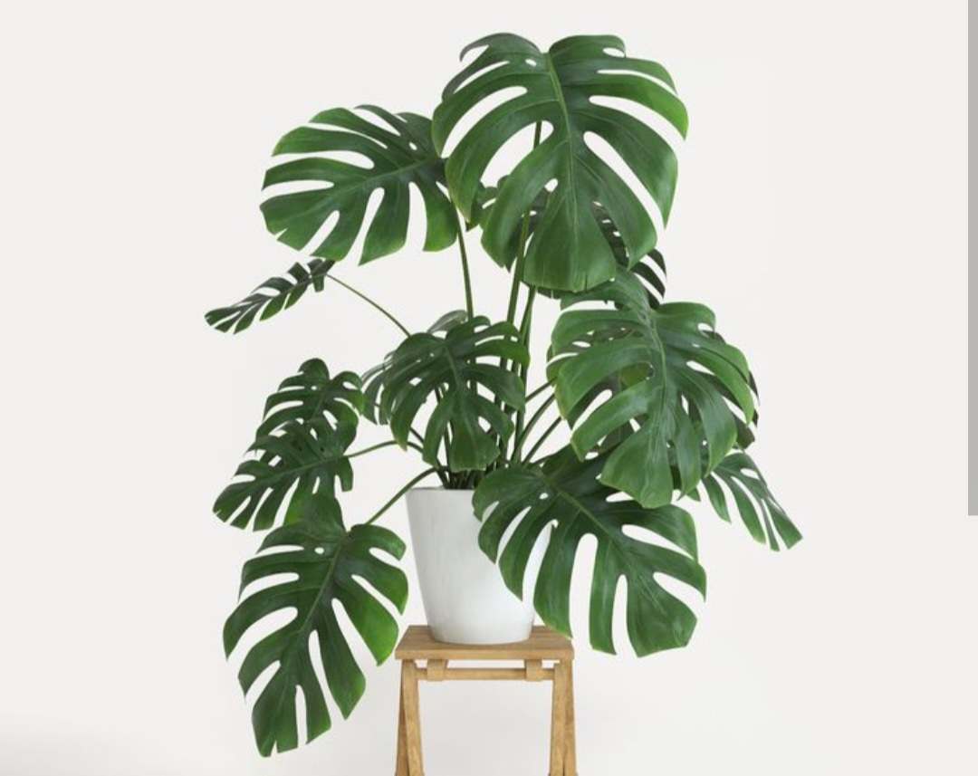 7 Tanaman Indoor Favorit, Percantik Rumah Sekaligus Bikin Nyaman