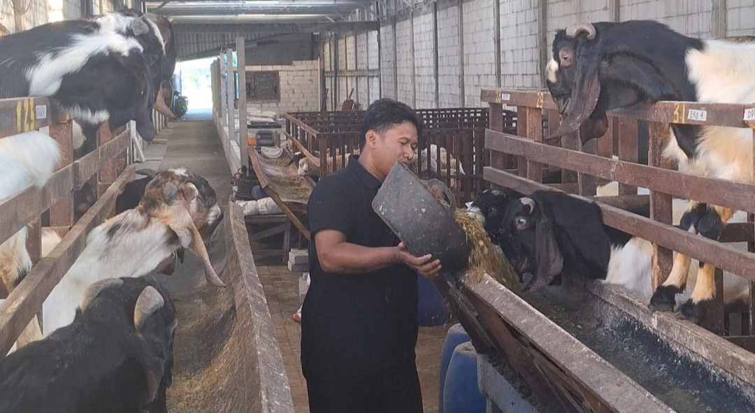 Jelang Hari Raya Idul Adha 2026, Peternakan Kambing dan Domba, Putra Dua Farm di Mojokerto Banyak Diburu Pembeli