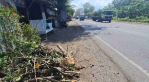Pengendara Motor Tewas Tertimpa Pohon di By Pass Mojokerto