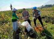 Dukung Ketahanan Pangan Nasional di Mojokerto, Polsek Pacet Sosialisasikan Harga Jagung Bulog