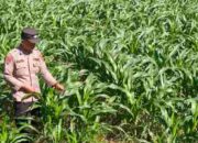 Polsek Pacet Dampingi Petani Jagung, Sosialisasikan Harga Beli Bulog untuk Dukung Ketahanan Pangan