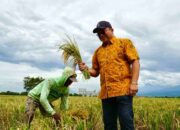 BULOG Jatim Lampaui Target Serapan Gabah, Tetap Beli Hasil Panen Petani Meski Kuota Terpenuhi