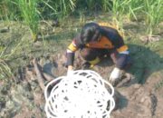 Nenek 66 Tahun Ditemukan Terjebak Lumpur di Area Persawahan Rejoto, Mojokerto 
