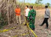 Diduga Kerangka Manusia Ditemukan di Area Persawahan Trowulan, Polisi Lakukan Identifikasi